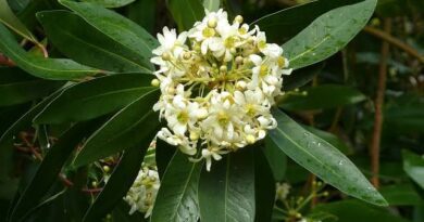 25 Medicinal Health Benefits Of Canellaceae (Canela)