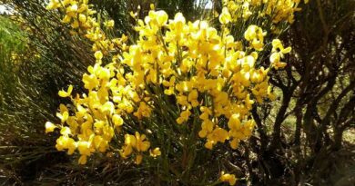 25 Medicinal Health Benefits Of Cytisus oromediterraneus (Mediterranean Scotch Broom)