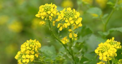 19 Medicinal Health Benefits Of Mustard Plant (Brassica juncea)