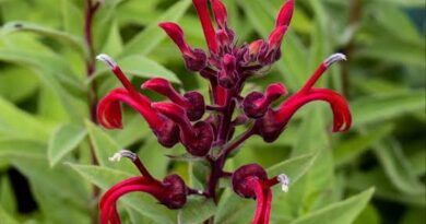 24 Medicinal Health Benefits Of Lobelia Tupa (Tabaco del Diablo)