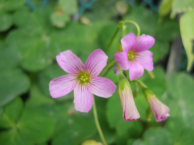 12 Medicinal Health Benefits of Oxalis Violacea (Wood Sorrel ...