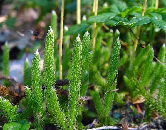 24 Medicinal Health Benefits of Lycopodium Lagopus (Alpine Clubmoss ...