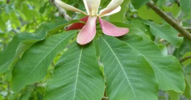 15 Medicinal Health Benefits Of Magnolia officinalis (Houpu Magnolia)