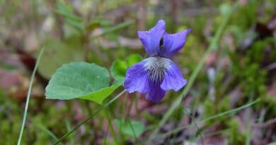 5 Medicinal Health Benefits Of Viola nephrophylla (Northern Bog Violet)