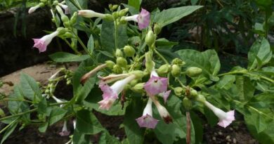 9 Medicinal Health Benefits Of Nicotiana Tabacum (Tobacco)