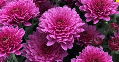 26 Medicinal Health Benefits Of Chrysanthemum