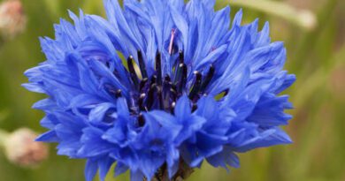 24 Medicinal Health Benefits Of Centaurea Cyanus (Cornflower)