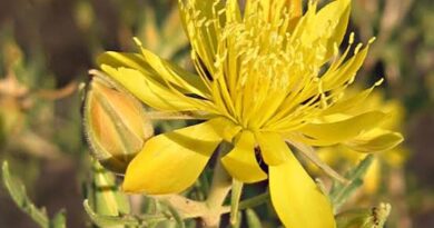 17 Medicinal Health Benefits Of Mentzelia Multiflora (Adonis blazingstar)