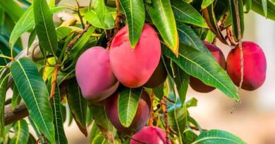 24 Medicinal Health Benefits Of Mango (Mangifera indica)