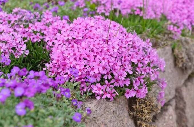 4 Medicinal Health Benefits Of Phlox Subulata (Moss Pink)