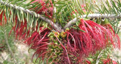 22 Medicinal Health Benefits of Melaleuca dissitiflora (Creek tea–tree)