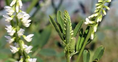 23 Medicinal Health Benefits Of Melilotus albus (White Sweet Clover)