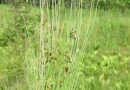How To Grow, Use and Care For Thread Rush (Juncus Filiformis)