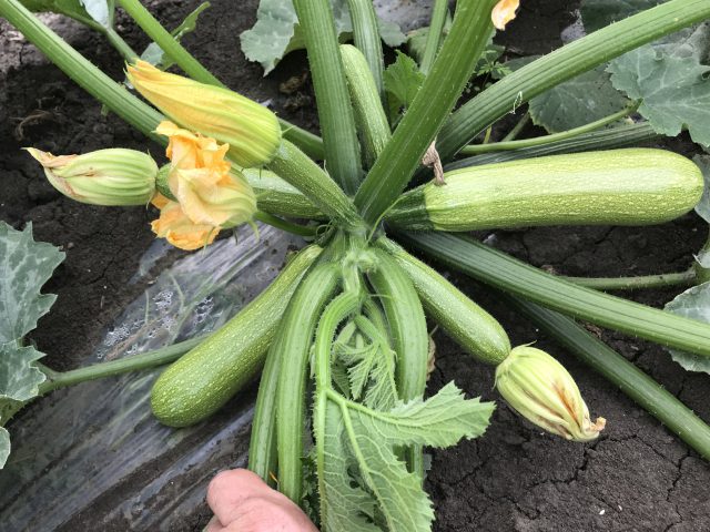 Squash Internodes