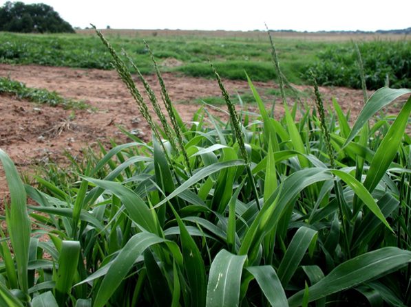 Texas Millet (Urochloa Texana) Growing and Care Guide