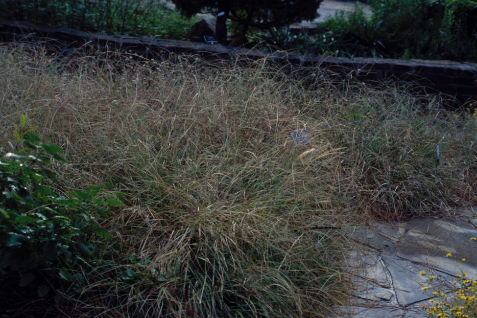 How To Grow and Care For Windmill Grass (Chloris texensis)