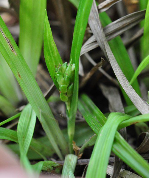 Thicket sedge (Carex abscondita): A Guide to Its Uses and Benefits