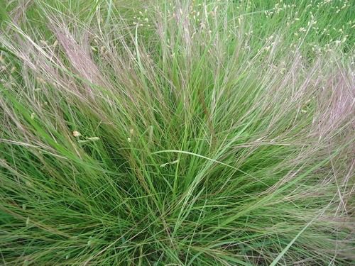 How To Grow, Use and Care For Threeawn (Aristida Spp.)