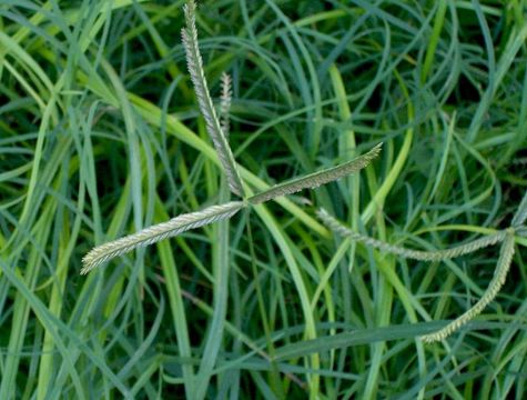 How To Grow, Use and Care For Threespike Goosegrass (Eleusine Tristachya)