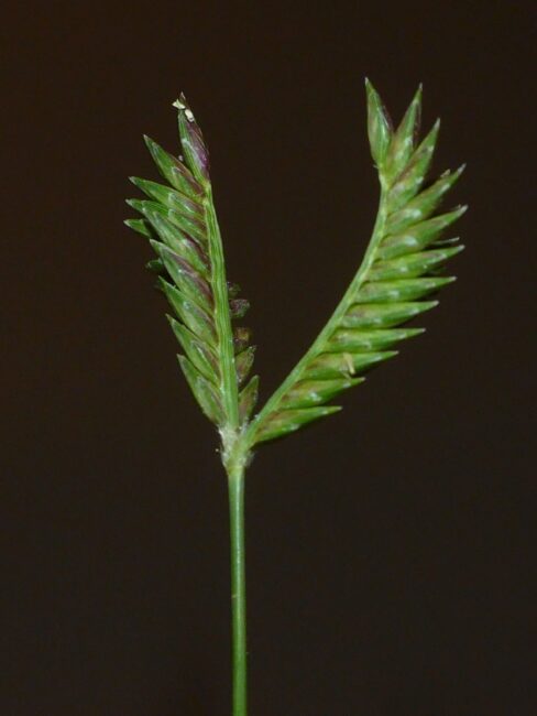 How To Grow, Use and Care For Threespike Goosegrass (Eleusine Tristachya)