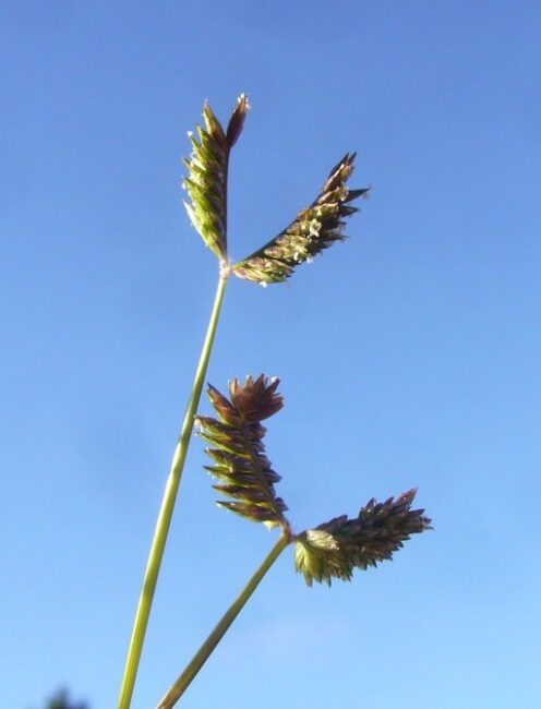 How To Grow, Use and Care For Threespike Goosegrass (Eleusine Tristachya)