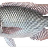 Complete Steps on How to Hatch and Care for Tilapia Fishes for Profits