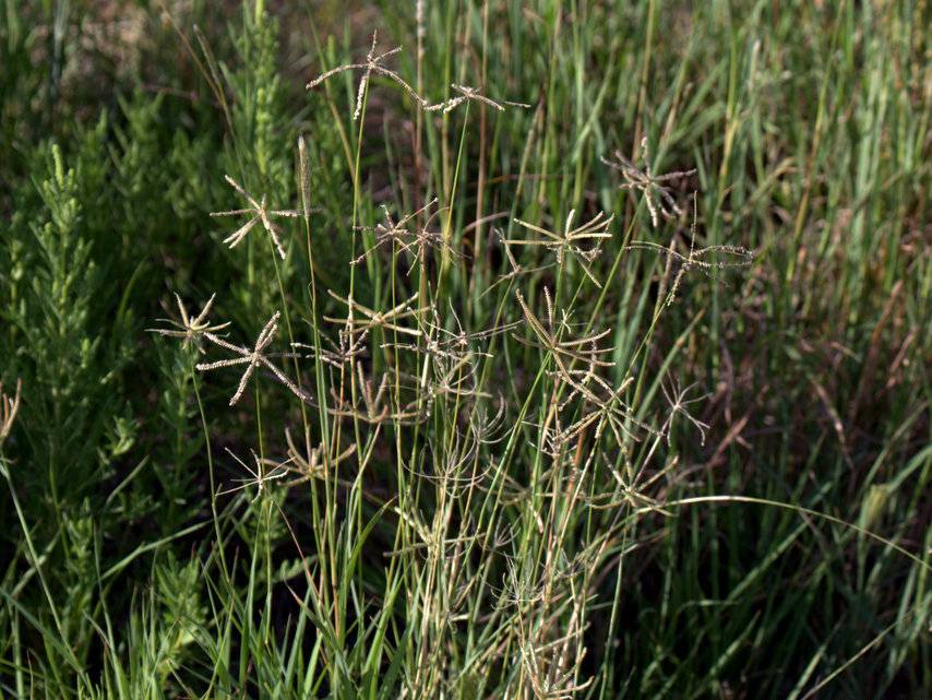 How To Grow and Care For Windmill Grass (Chloris texensis)