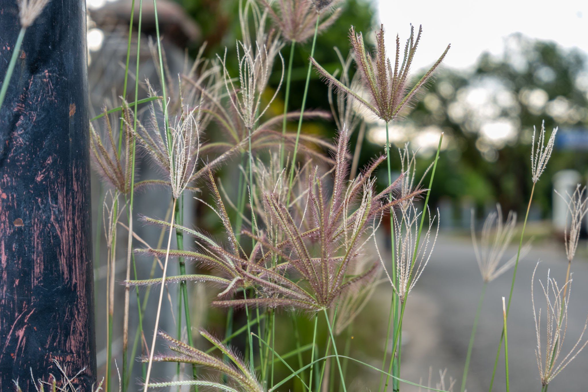 How To Grow and Care For Windmill Grass (Chloris texensis)