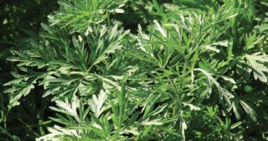 15 Medicinal Health Benefits Of Artemisia Plant (Wormwood)