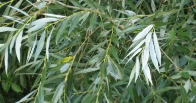 16 Medicinal Health Benefits Of Salix alba (White Willow)