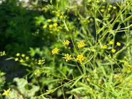 Health Benefits Bupleurum 