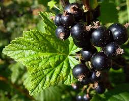 6 Health Benefits of Black Currant (Ribes nigrum L)