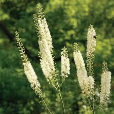 Health Benefits of Black Cohosh (Cimicifuga Racemosa)