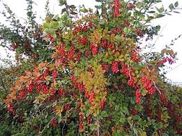 Health Benefits of Barberry (Berberis vulgaris)