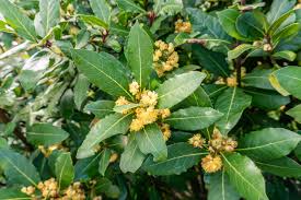 Health Benefits of Bay Leave 