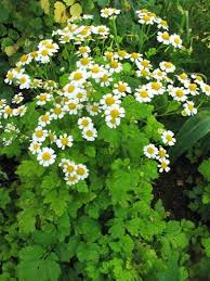 Health Benefits of Feverfew