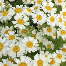 Health Benefits of Feverfew