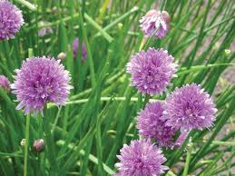 Health Benefits of Chives