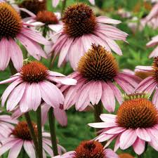 Health Benefits of Echinacea