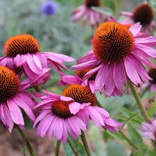 Health Benefits of Echinacea