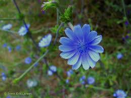 Health Benefits of Chicory Roots