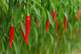 Health Benefits Cayenne Pepper