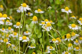 Health Benefits of Chamomile (Camomile)