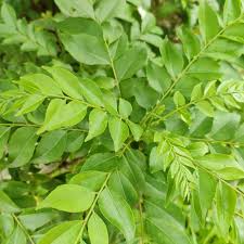 Health Benefits of Curry Leaves (Murraya koenigii)