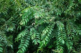 Health Benefits of Curry Leaves (Murraya koenigii)