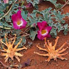 Health Benefits of Devil’s Claw (Harpagophytum)