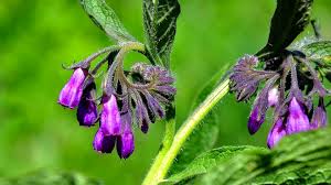 Health Benefits of Comfrey (Symphytum officinale)