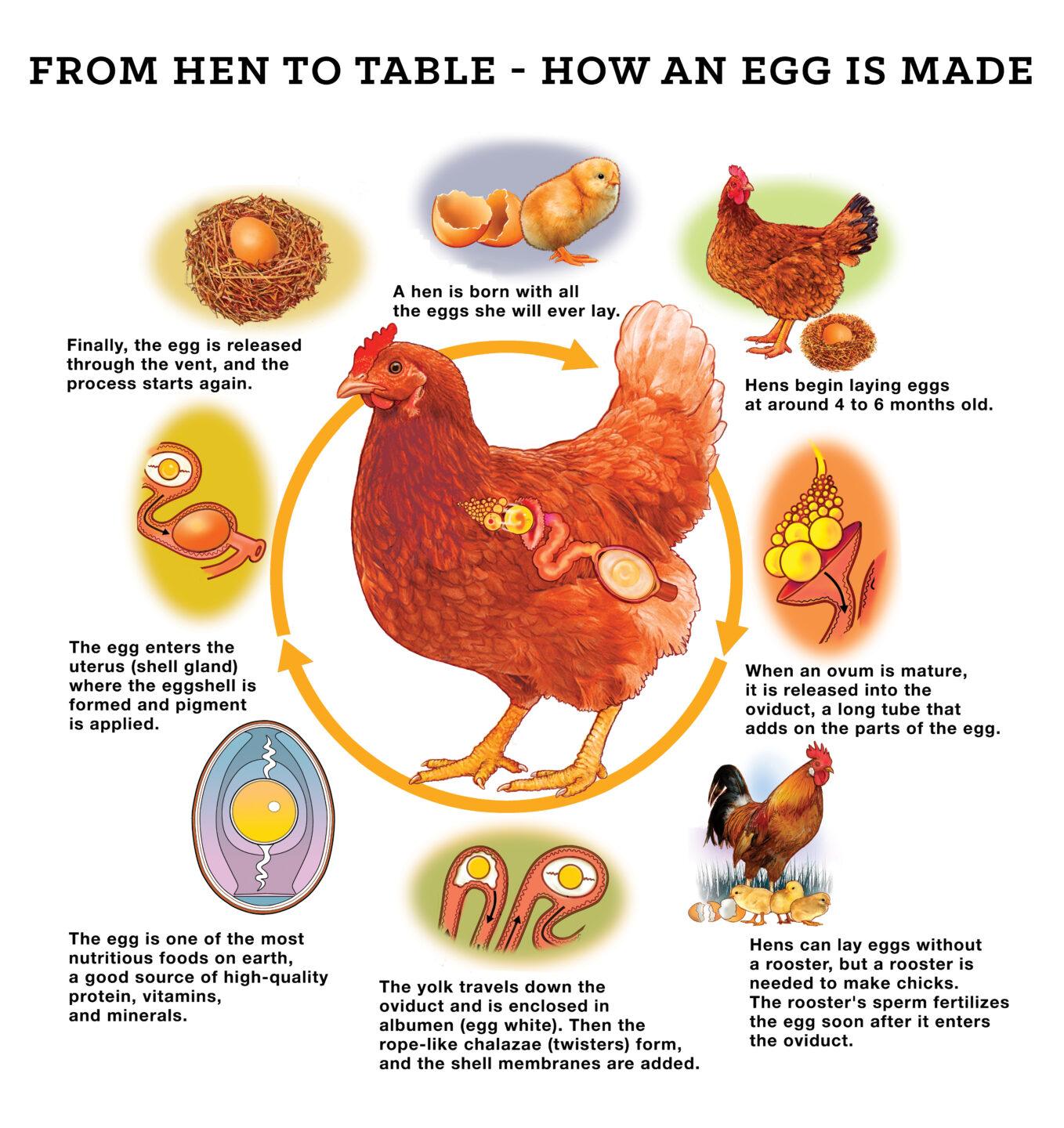 Egg Formation and Production Process (From Day-Old to First Lay)
