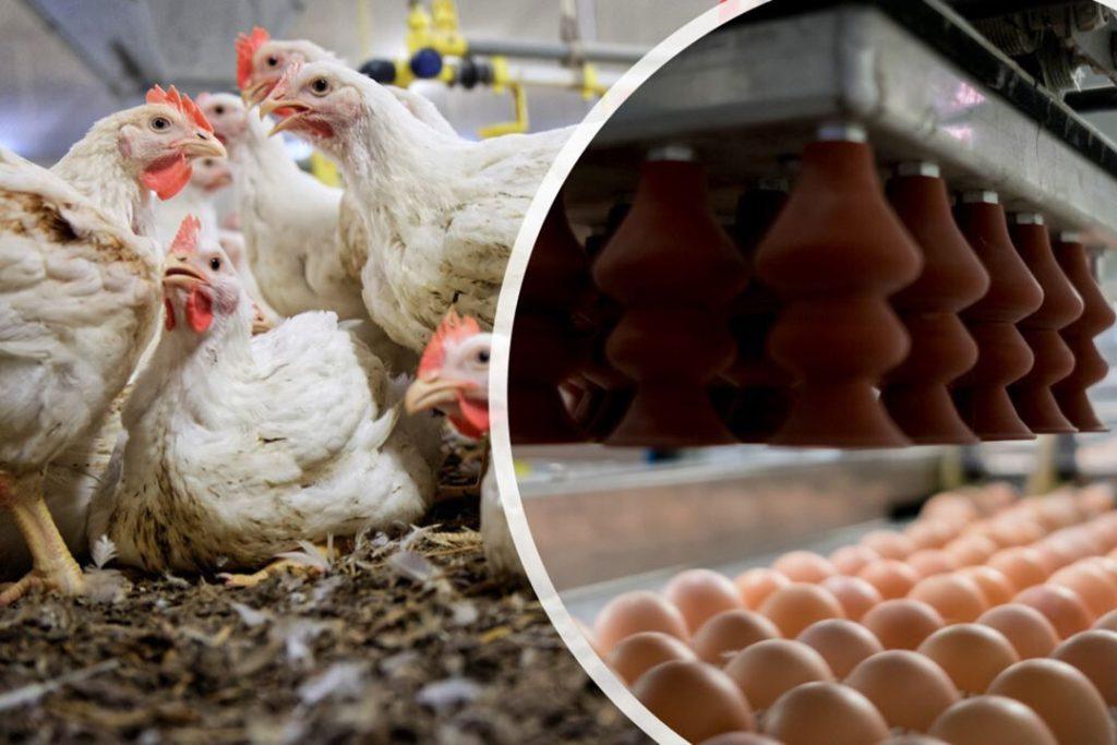 Egg Formation and Production Process (From Day-Old to First Lay)