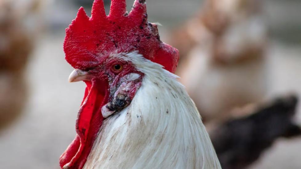 How to Identify Poultry Sick Birds and Cure Them